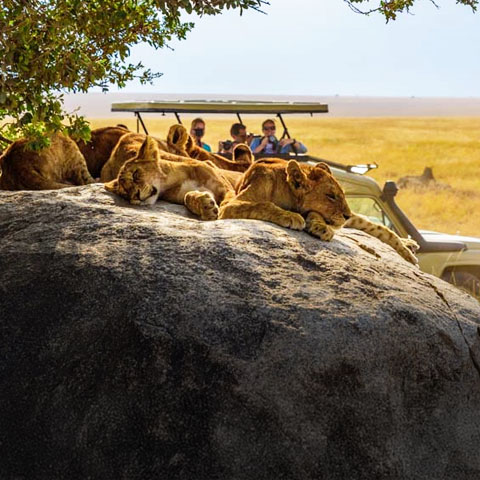 14 days Kenya and Tanzania Tour