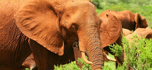 Elephants - Kenya Picture