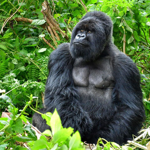 Gorillas through the Mist Short Stay Tour