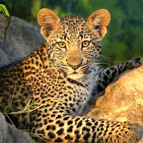 Luxury Sabi Sands Safari, Cape Town, Victoria Falls and Botswana Tour
