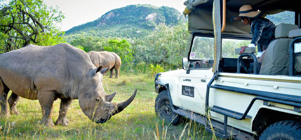 South Africa Game Drive Picture