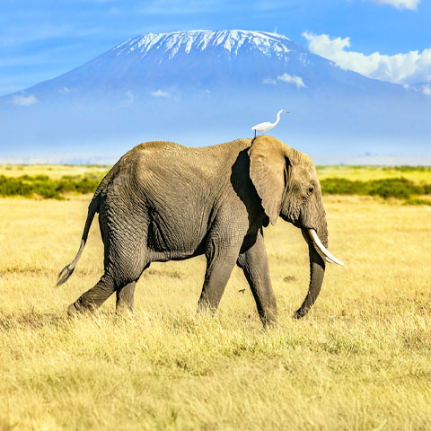 Kilimanjaro Summit Climb - Marangu Route
