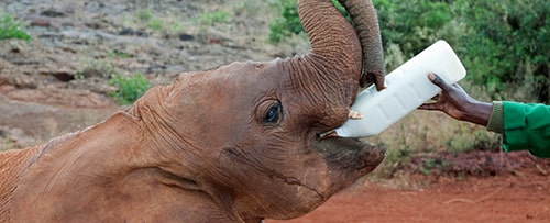 Elephant Orphanage - Out of Africa Experience
