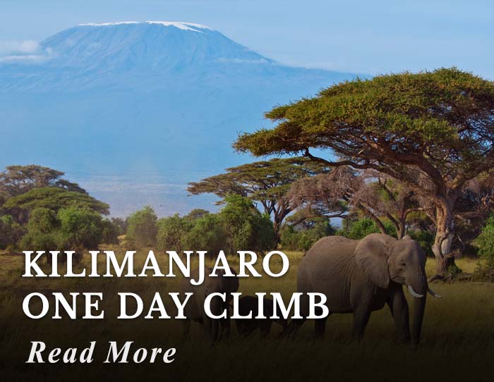 Kilimanjaro One Day Climb Tour