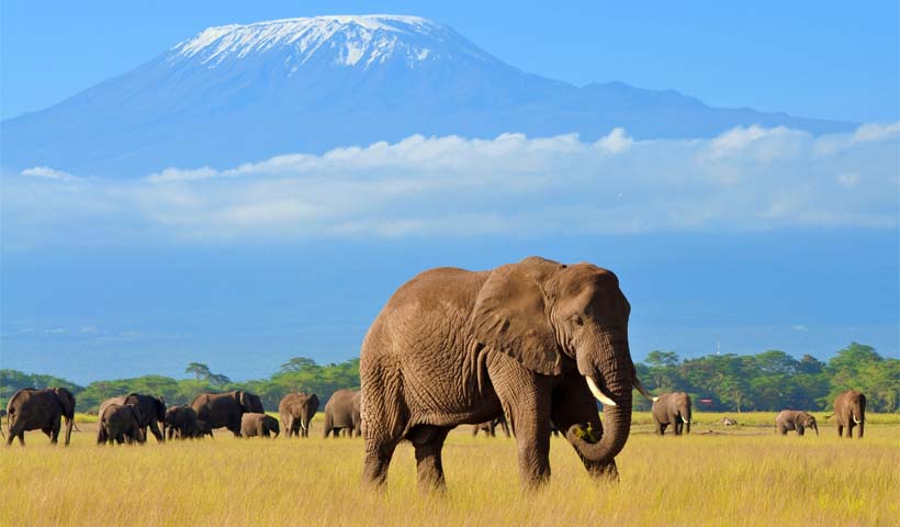 Wonders of Masai Mara, Nakuru and Amboseli
