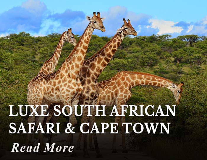 Luxe South African Safari and Cape Town Tour