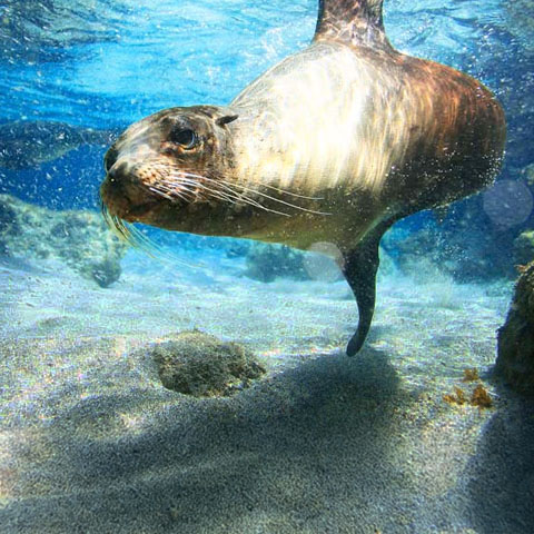 Wonders of Galapagos, Santa Cruz and Isabela Islands