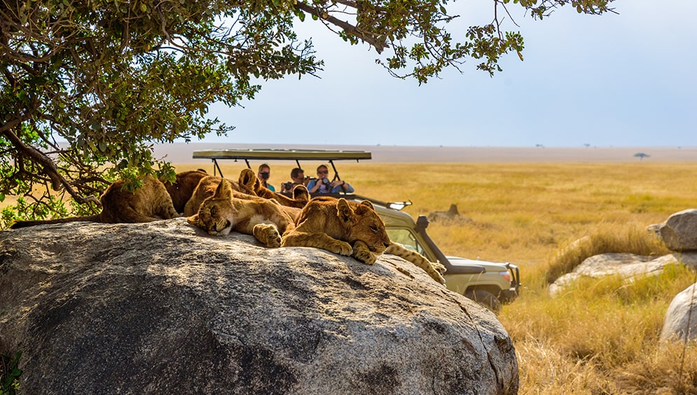 Masai Mara - Kenya Tours Picture