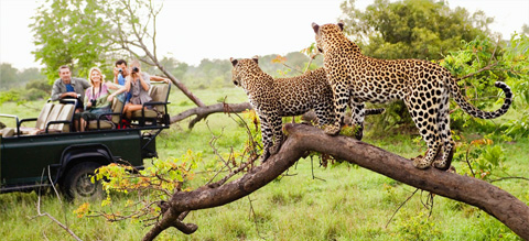 Luxe South African Safari, Cape Town + Victoria Falls and Botswana Tour
