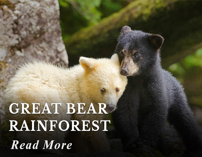 Great Bear Rainforest Tour