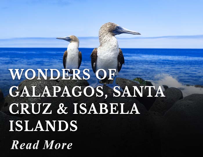Wonders of Galapagos, Santa Cruz and Isabela Islands Tour
