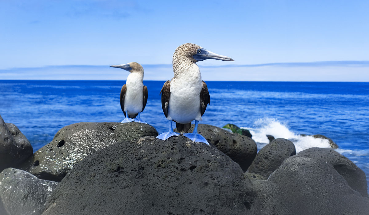 Wonders of Galapagos, Santa Cruz and Isabela Islands