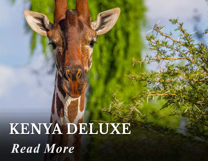 Kenya Deluxe Tour