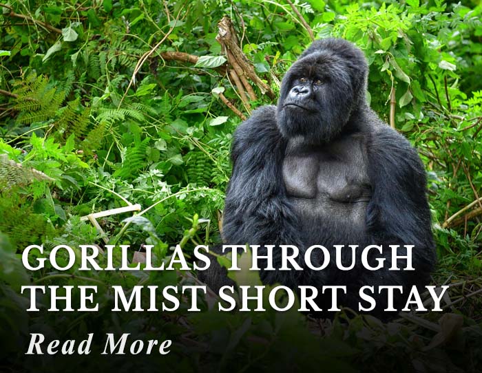 Gorillas through the Mist Short Stay Tour